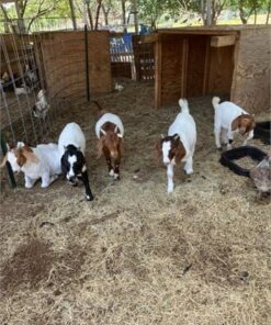 11 Full Blood Boer - Feeder Goats