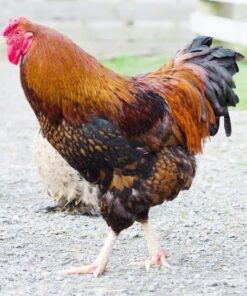 Black Laced Golden Wyandotte Chicken