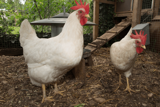 leghorn chicken
