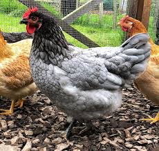 blue sapphire gem chicken