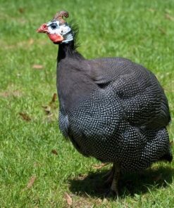 Pearl Grey Guinea