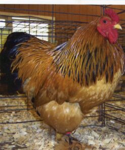 Buff Brahma Bantam (Male)