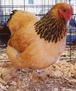 Buff Brahma Bantam (Female)