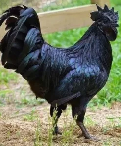 kadaknath