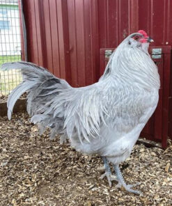 LAVENDER AMERAUCANA