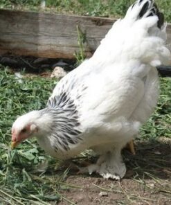 Light Brahma Started Pullet