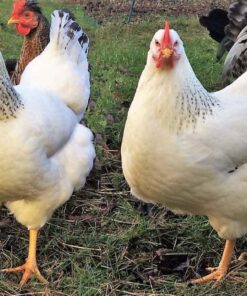 delaware chickens