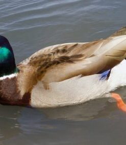 Rouen Ducks