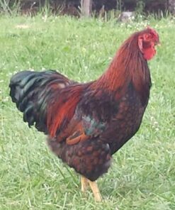 Black Laced Red Wyandotte Chicken