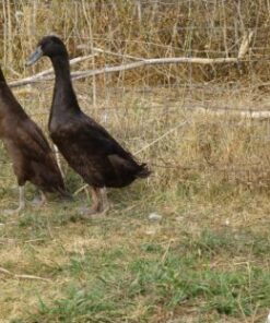 Chocolate Runner Duck
