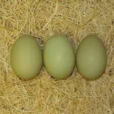 Olive Egger Hatching Eggs