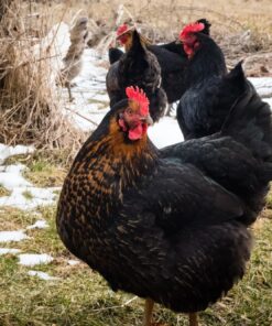 black stars chicken