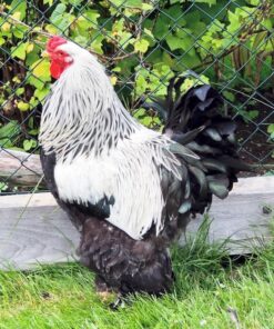 Dark Brahma Chicken (Male)