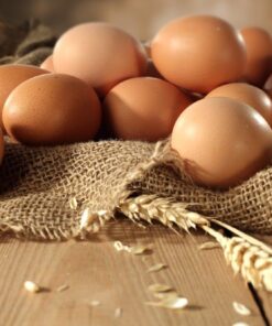 Rhode Island Red Chicken (Exhibition Type) Hatching Eggs