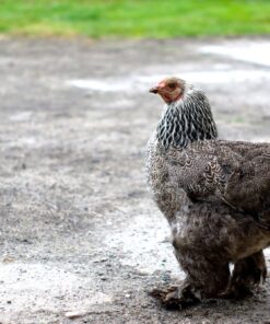 Dark Brahma Chicken (Female)