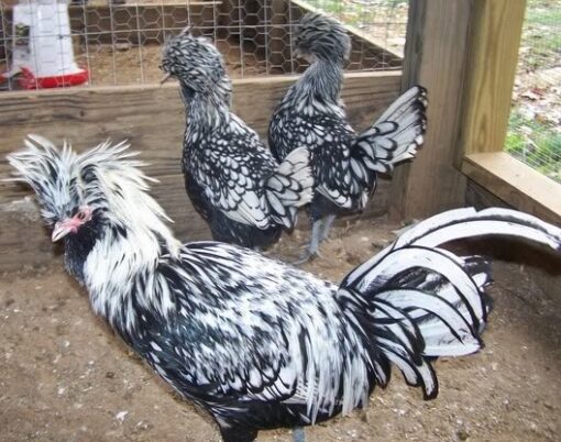 Silver Laced Polish Chicken - Image 2