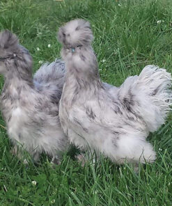 silkie chickens for sale