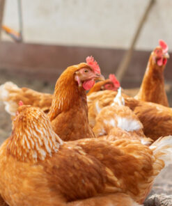 red stars chicken