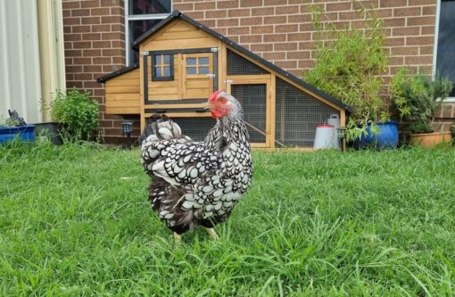 Chalet Chicken Coop - Image 2