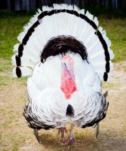 Royal Palm Turkey