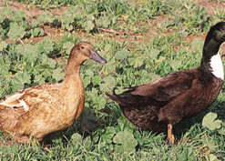 Golden 300 Hybrid Layer Duck