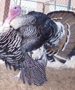 Narragansett Turkey