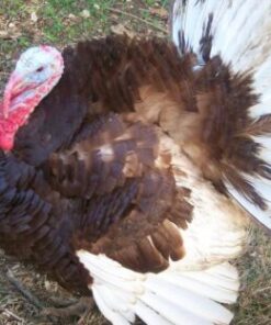 Bourbon Red Turkey