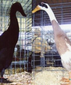 Hatchery Choice Runner Ducks