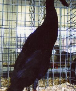 Black Runner Ducks